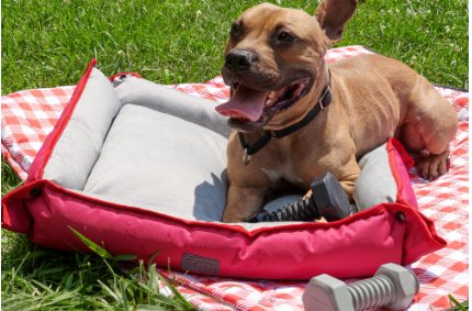 Black+Decker Dog Picnic Giveaway - Win A Cordless Handheld Pet Vacuum, A Dog Bed, Chew Toys, And More