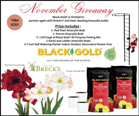 Black Gold November 2024 Giveaway – Win Santa And Ladder Amaryllis Stake & More