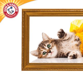 Cats Photo Contest Sweepstakes