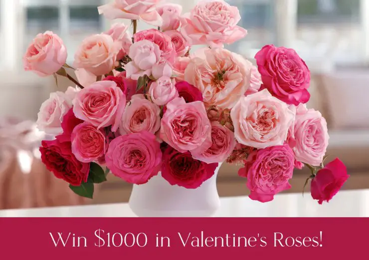 Grace Rose $1,000 Valentines Roses Giveaway - Win $1,000 Worth Of Roses