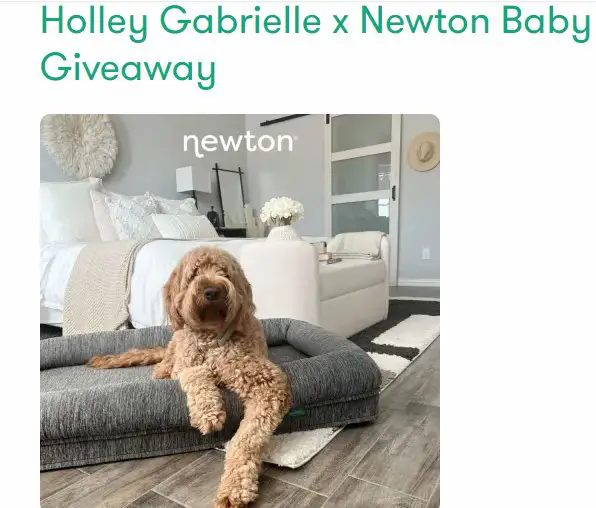 Holley Gabrielle x Newton Baby Giveaway – Enter For A Chance To Win A Free Newton Pet Bed