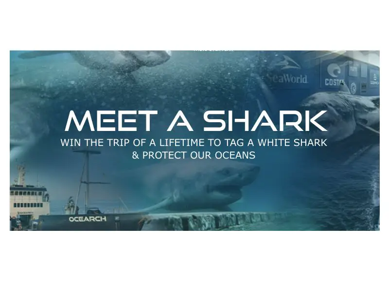 OCEARCH Meet A Shark Sweepstakes - Win A Trip For 2 To Meet Sharks & More