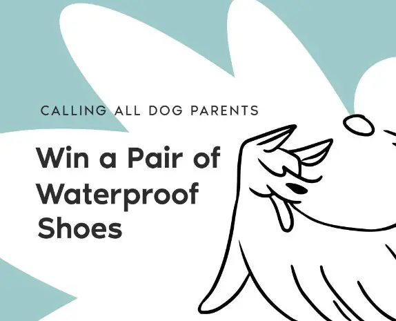 Vessi Dog Owner Giveaway -  win a pair of Vessi waterproof sneakers {100 Winners}