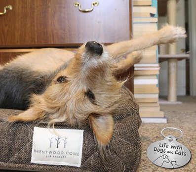 Win a Brentwood Home Pet Bed