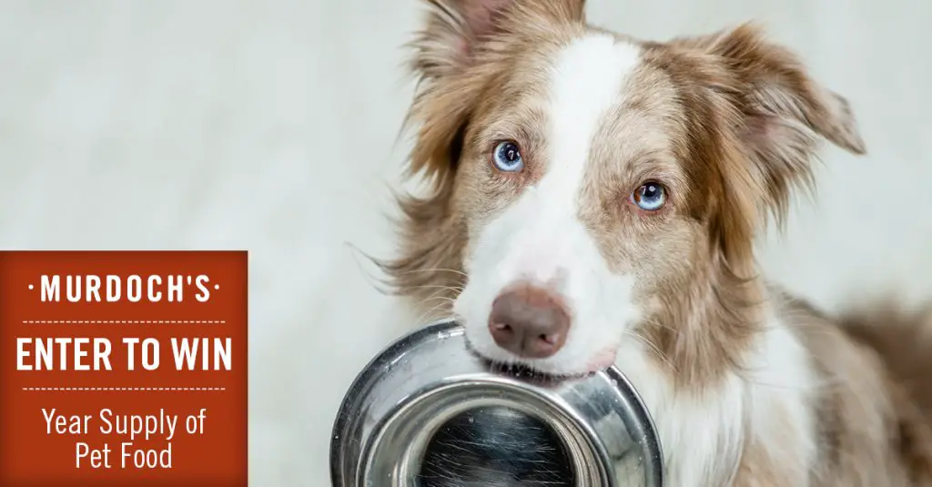 Win Free Dog Food For A Year In The Free Pet Food Sweepstakes